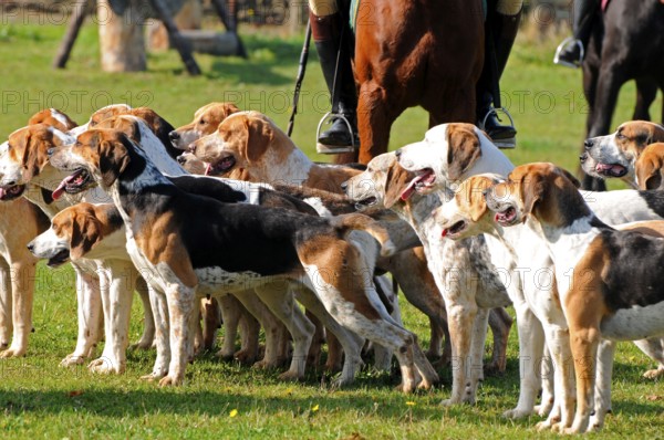 Riding, rider and foxhounds, tugjob, foxhound, pack, hunt