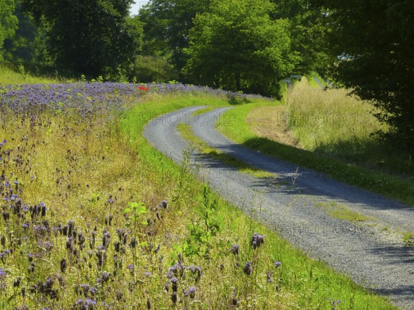 Field with flowers near Maulbronn, country lane