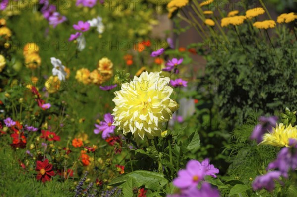 Cottage garden with perennial flowers