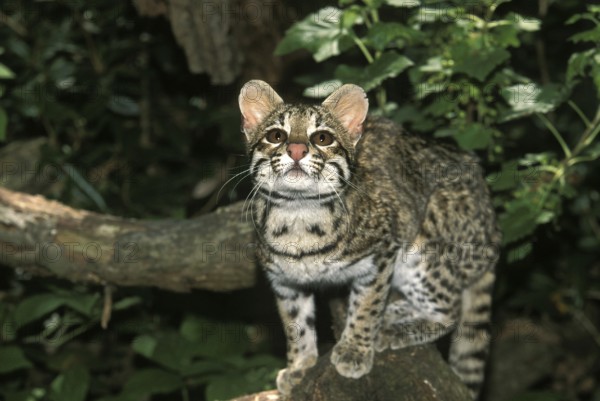 TIGER CAT OR ONCILLA (leopardus tigrinus), ADULT ON BRANCH