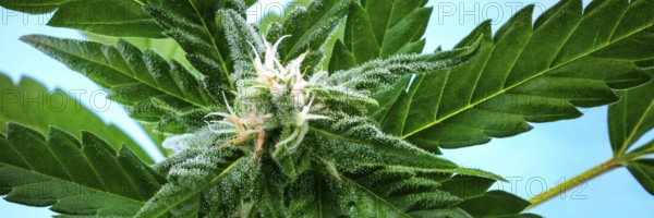 A panorama of a flowering cannabis bud right before harvest, with yellow stigmas and white trichomes on leaves, a close-up macro shot
