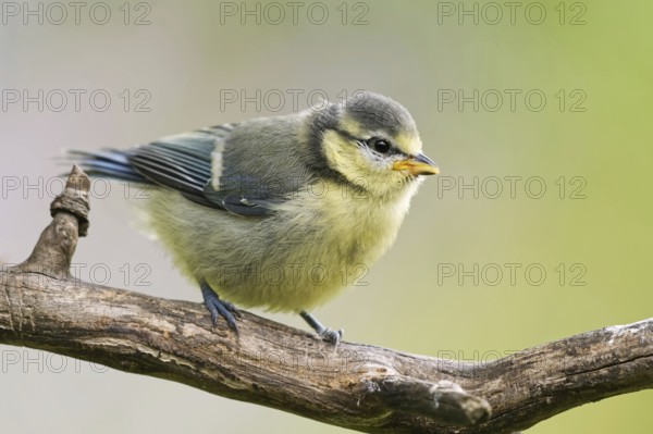 Blue tit branchling