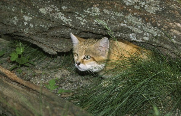 Sand Cat (felis margarita), Adult Hidding under Branch