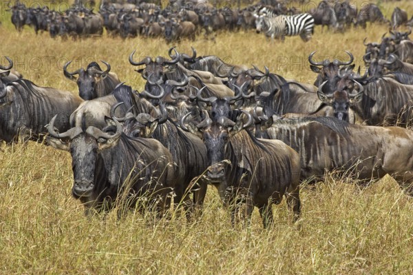 Blue Wildebeest (connochaetes taurinus), Herd Migrating, Masai Mara Park in Kenya