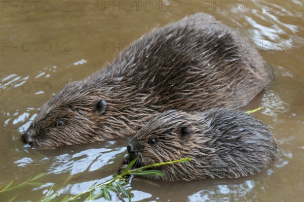 European beaver (Castor fiber) with young, Rosenheim, Bavaria, Germany, Europe