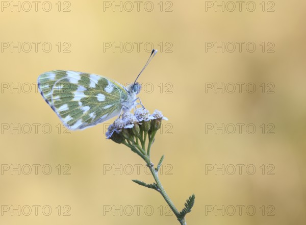 Eastern Bath White (Pontia edusa), province of Bolzano-Bozen, Italy, Europe