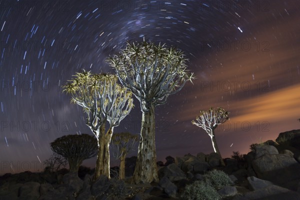 Milk route over quiver tree forest at night, Aloidendron dichotomum, Keetmanshoop, Namibia, Africa