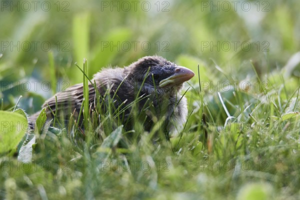 Young House sparrow on a meadow. Young house sparrow after leaving the nest