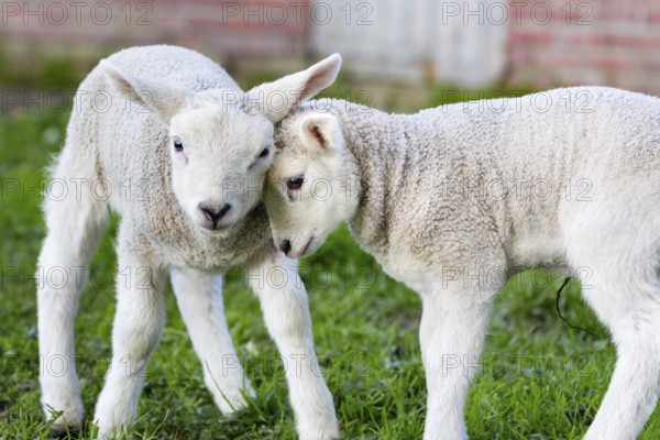 Two hugging and loving white lambs heads together in spring season