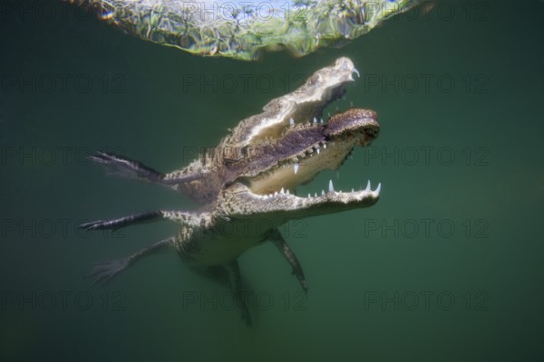 Crocodile, Crocodylus moreletii, Cancun, Yucatan, Mexico, Central America