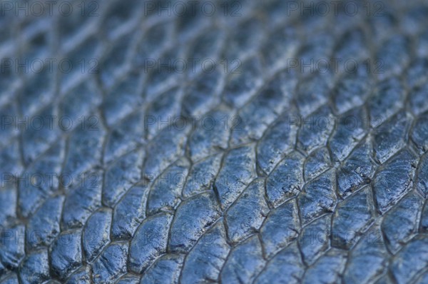 European Beaver (Castor fiber), tail detail, Rosenheim, Bavaria, Germany, Europe
