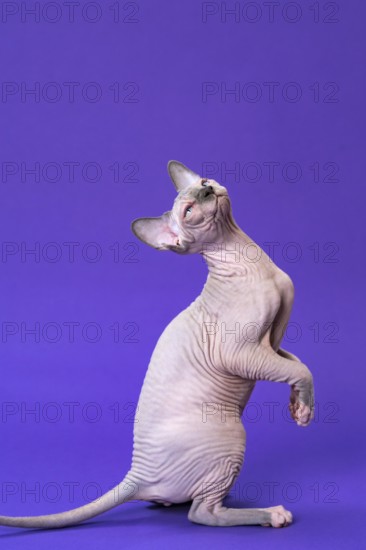 Portrait of Sphynx Hairless Cat of color blue mink and white sitting on rear paws and tail, looking up. Funny curious female kitten is five months old. Side view. Studio shot on violet background