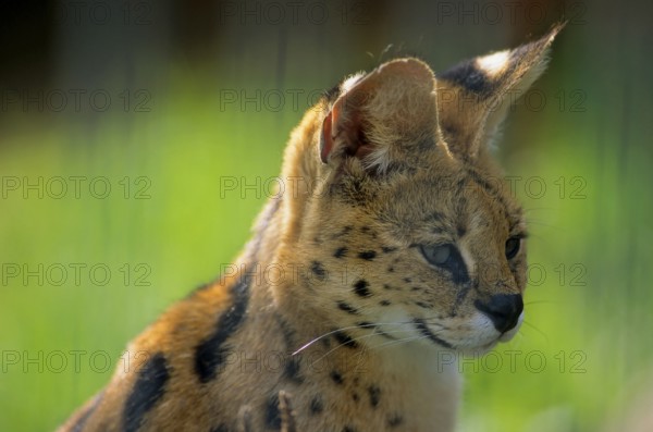 SERVAL (leptailurus serval)