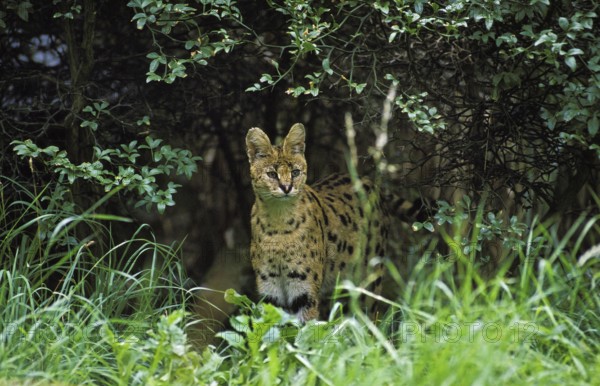 Serval (leptailurus serval), Adult standing in Long Grass