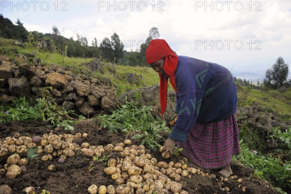 Woman harvesting potatoes, Volcano National Park, potato harvest, Rwanda, Africa