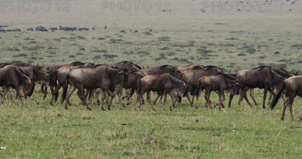 Blue Wildebeest (connochaetes taurinus), Herd during Migration, Masai Mara park in Kenya