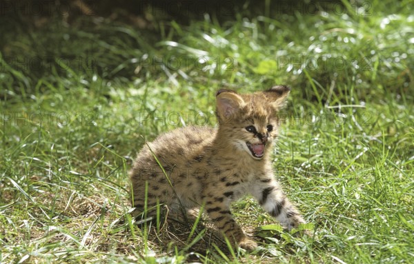 Serval (leptailurus serval), CUB SNARLING