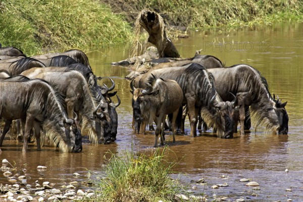 Blue Wildebeest (connochaetes taurinus), Herd Drinking at River, Masai Mara Park in Kenya