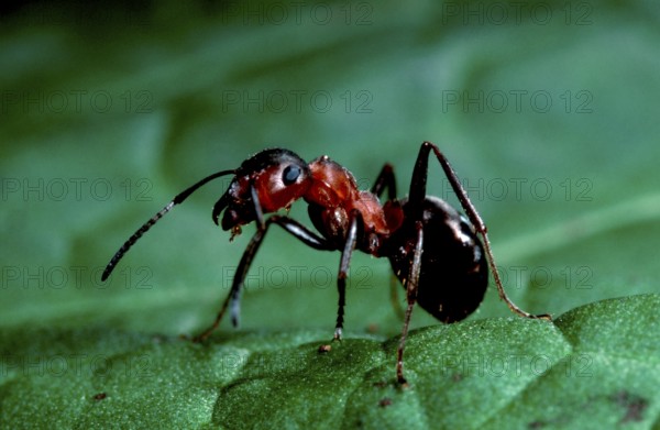 Great Red Wood Ant (Formica rufa), ant, ants