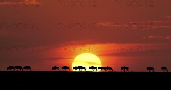 Blue Wildebeest (Connochaetes taurinus) at Sunset, Masai Mara Park in Kenya