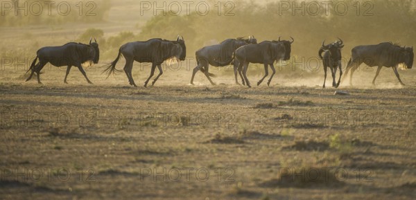 Wilderbeast, Gnu (Connochaetes taurinus)