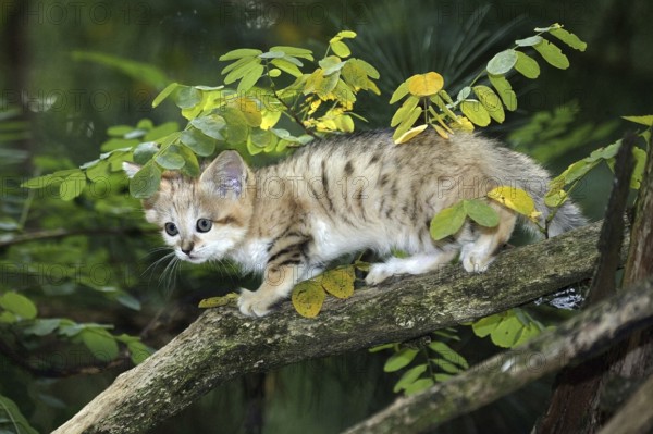 SAND sand cat (felis margarita), CUB ON BRANCH