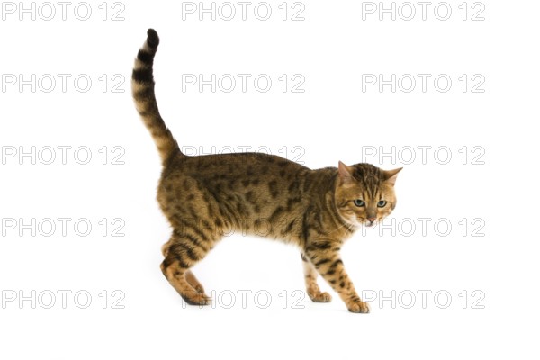 Brown Spotted Tabby Bengal Domestic Cat, Adult against White Background