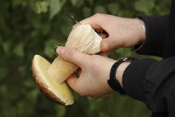 Clean mushrooms