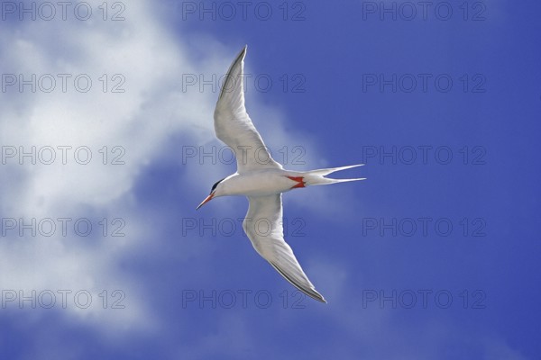 Arctic tern (sterna paradisaea), ADULT IN FLIGHT, AUSTRALIA