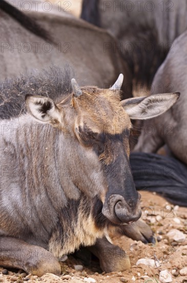 Blue wildebeest (Connochaetes taurinus), S