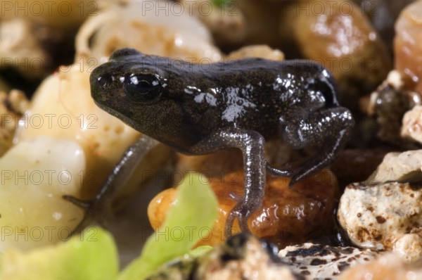 Common toad (Bufo bufo), juvenile
