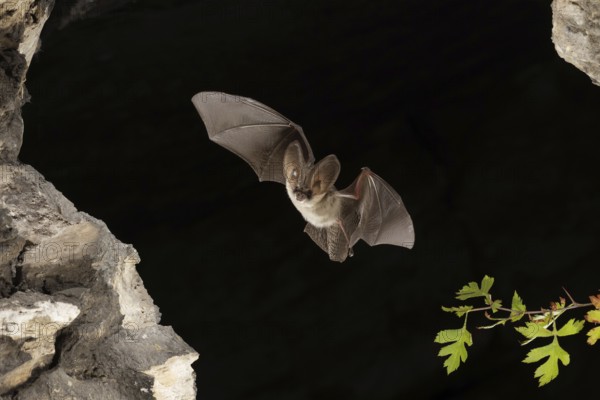 Grey long-eared bat (Plecotus austriacus) in flight, Thuringia, Germany, bat threatened with extinction in Germany, Europe