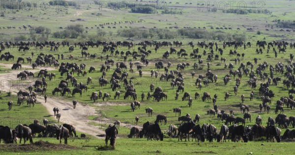 Blue Wildebeest (connochaetes taurinus), Herd during Migration, Masai Mara park in Kenya