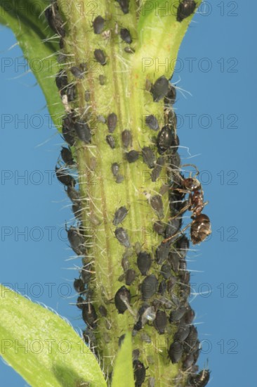 Aphid and ant Lice and ants Brachycaudus cardui