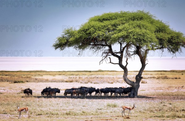Landschaft im Etosha-Nationalpark in der Nähe der Etosha-Pfanne, Namibia, Africa