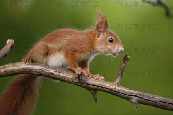 Young squirrel