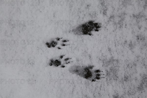 Squirrel tracks in the snow