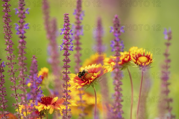 Softly coloured flower meadow with yellow asters and blooming sage and bumblebee against a light background