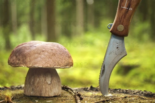 Boletaceae family mushroom, commonly referred to as a penny bun or cep and knife with curved blade resting on top of a wooden stump, scene captures nature's beauty as well as man-made tools used for survival or protection