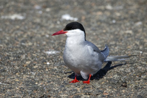 Arctic tern
