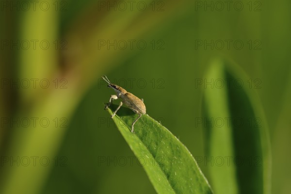 Weevil (Otiorhynchus) on a leaf. Otiorhynchus on a leaf