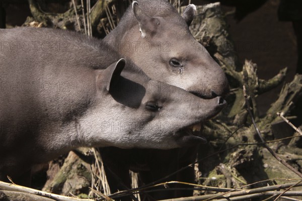 Lowland tapirs