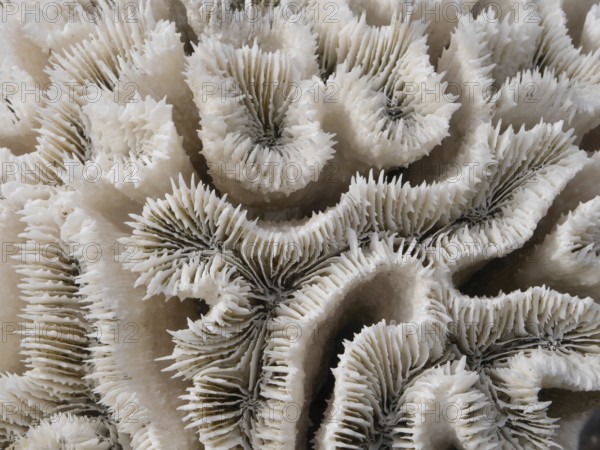 Coral