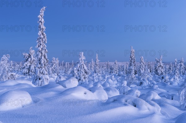 Snow-covered landscape at dusk, Norrbotten, Lapland, Sweden, February 2013, Europe
