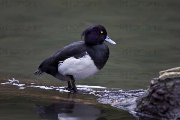 Tufted duck, male, Aythya fuligula, Tufted duck, male