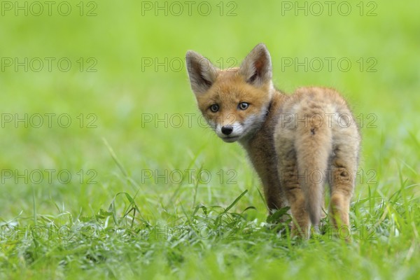 Fox cub, Vulpes vulpes, Germany, Europe