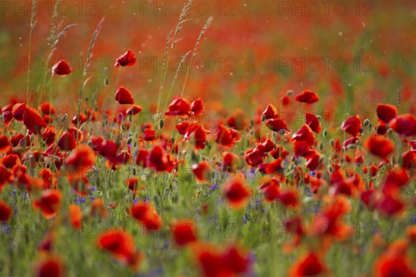A field full of bright red poppies under bright daylight in the rain Papaver rhoeas