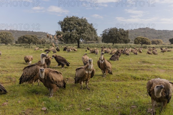 Griffon Vulture and Black Vulture (Gyps fulvus and Aegypius monachus), Spain, Europe
