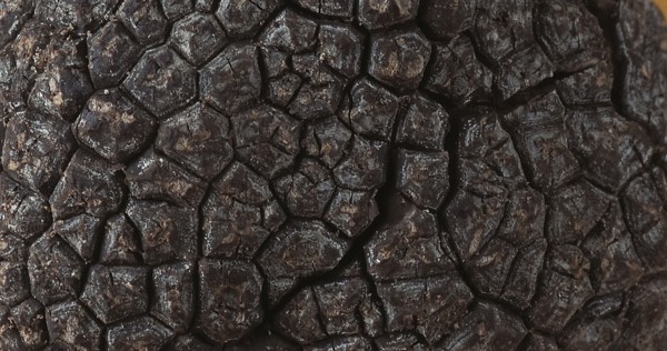 Perigord Truffle (tuber melanosporum), Mushrooms