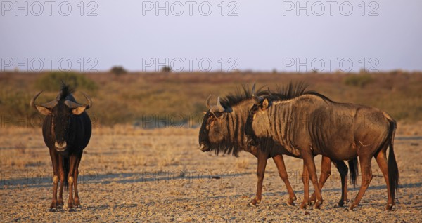 Blue wildebeests (Connochaetes taurinus) in morning light, Central Kalahari, Botswana, Botswana, Africa
